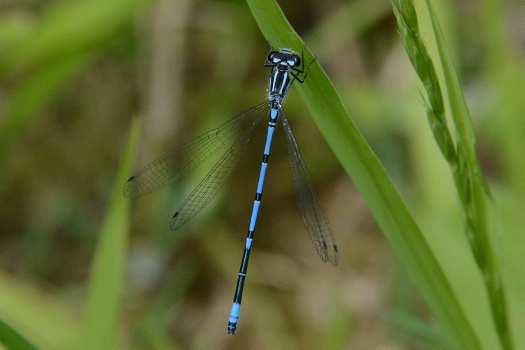 Coenagrion puella ?